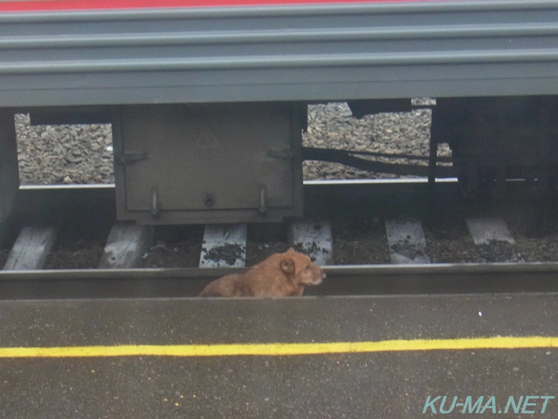 バレジーノ駅構内でうろつく犬の写真